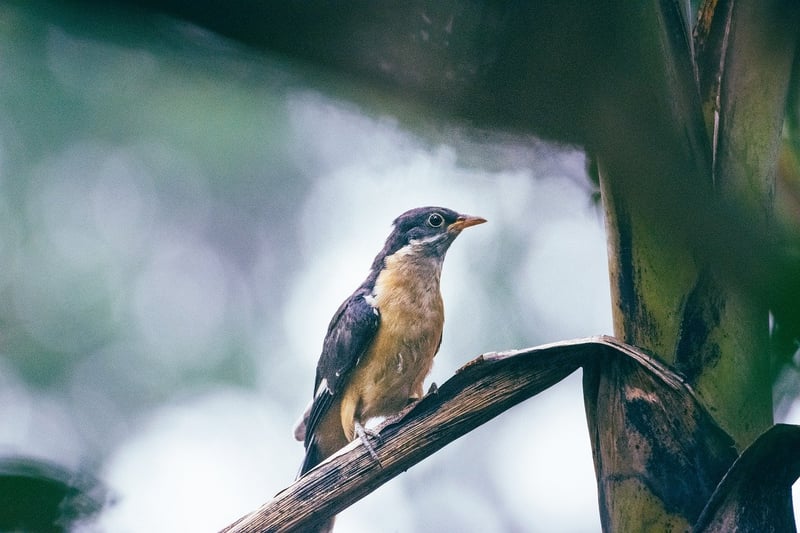 Heritage-Inspired Creations